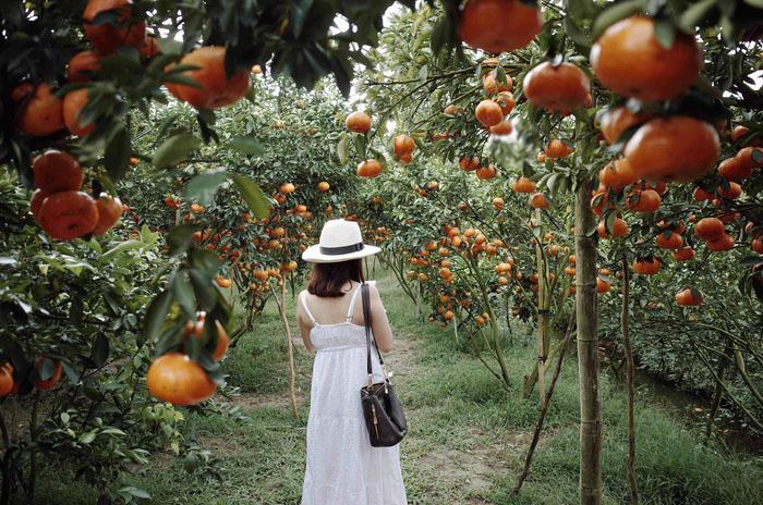 Traveler visit a fruit garden